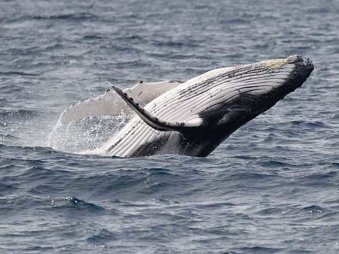 "Humpback whale breaching" by Rene Liniger