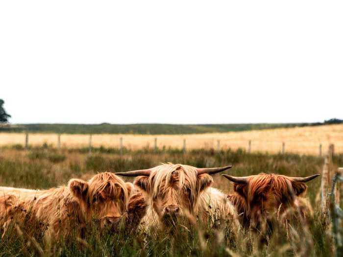 "Highland cow" by Cameron Aird