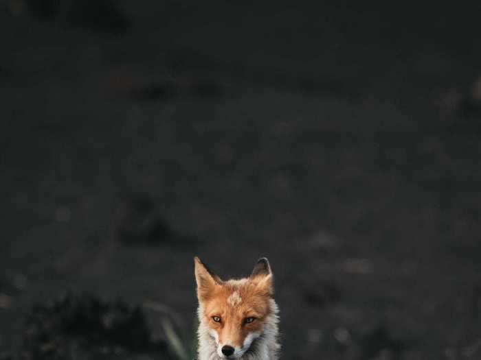 "Encounter at our campsite" by Jewi Rücker