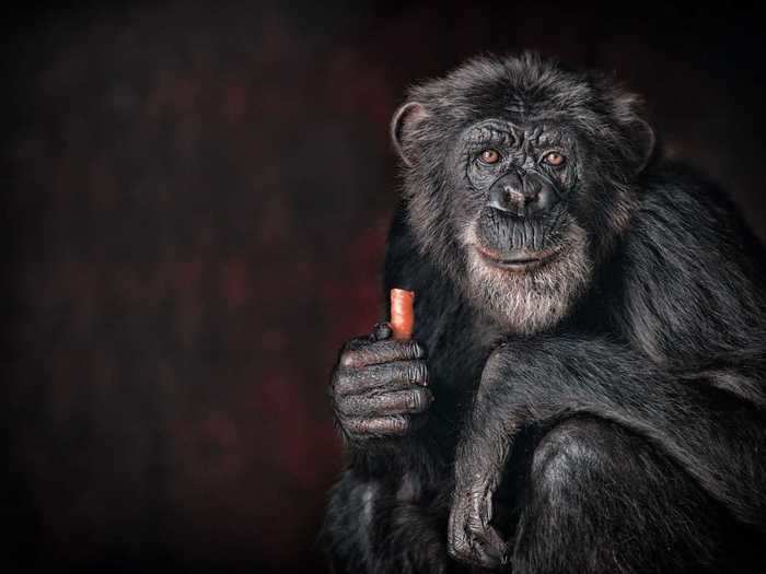 "Chimp" by Mohamed Tazi