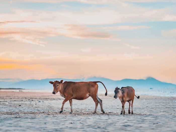 "Calf and mother" by Nate Pham