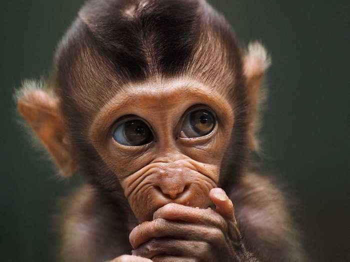 "Baby monkey" by Prabu Dennaga