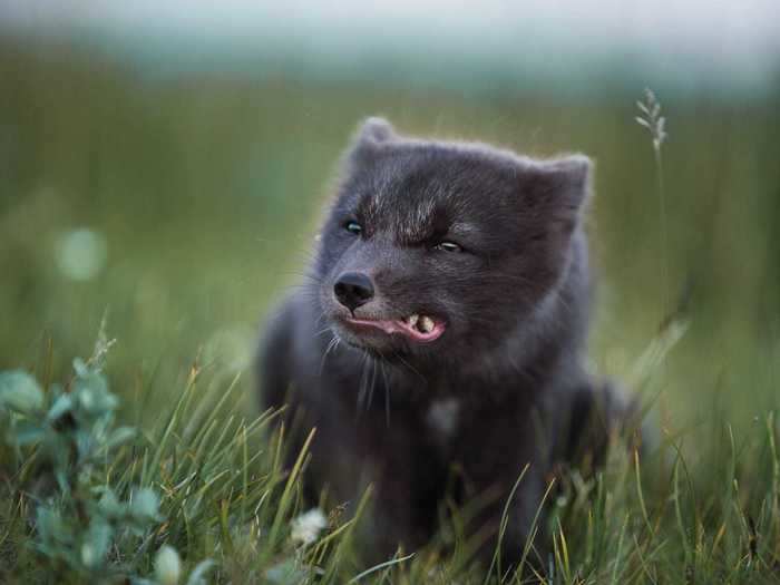 "Arctic fox" by Eric Panades