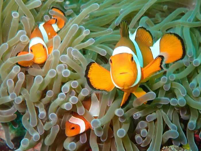 "Anemone fish" by Alex de Martin