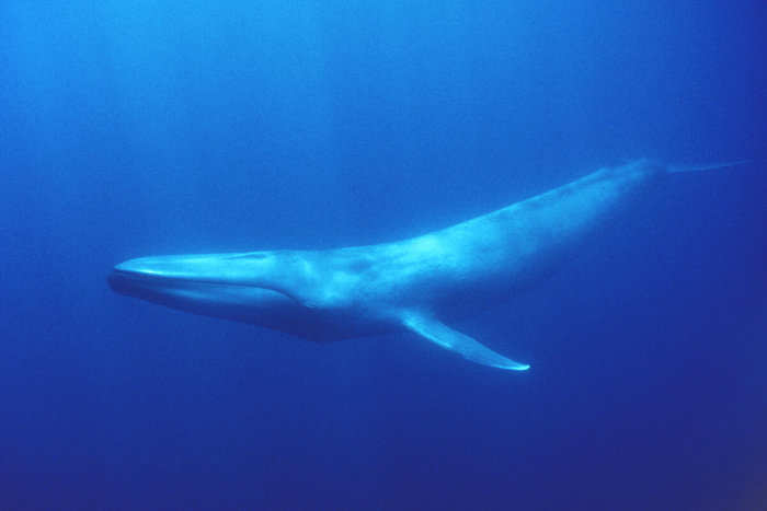 Blue whales are returning to a tiny island in the sub-Antarctic — 50 ...