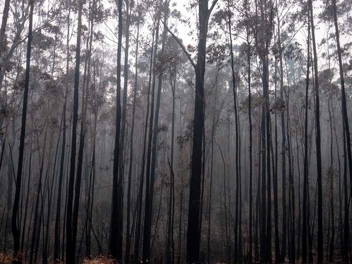 January 15: Australia remained ravaged by bushfires.