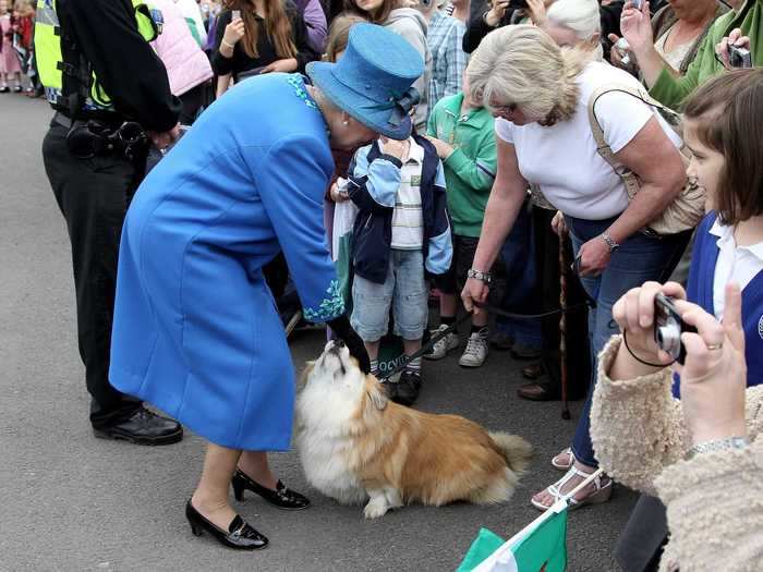 So many corgis.