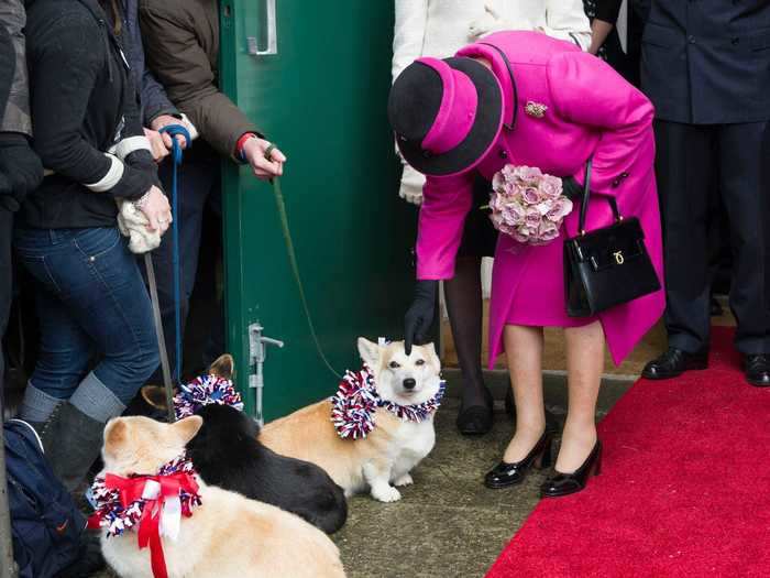 She pets corgis.