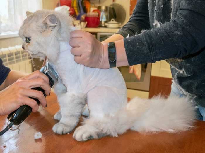 Unless your veterinarian has given you a medical reason for doing so, do not shave your cat.