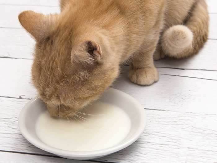 Cats tend to like the sweetness of milk, but you should avoid indulging them with a saucer of the stuff.
