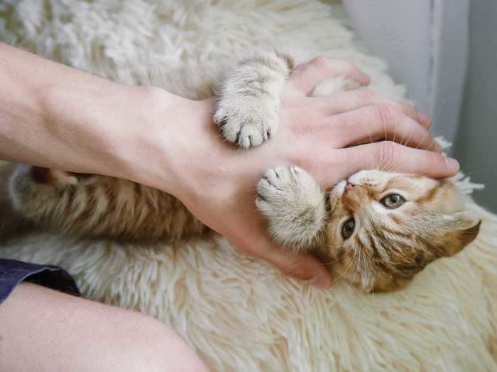 Owners should not teach their cats to "hand play."