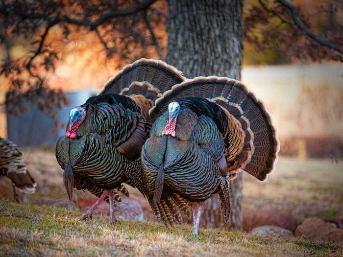 The heaviest turkey in the world was an 86-pound bird named Tyson.