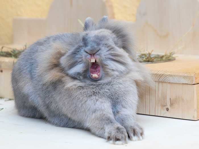Anne Lindner caught a lionhead rabbit mid-yawn in "Drama Queen."