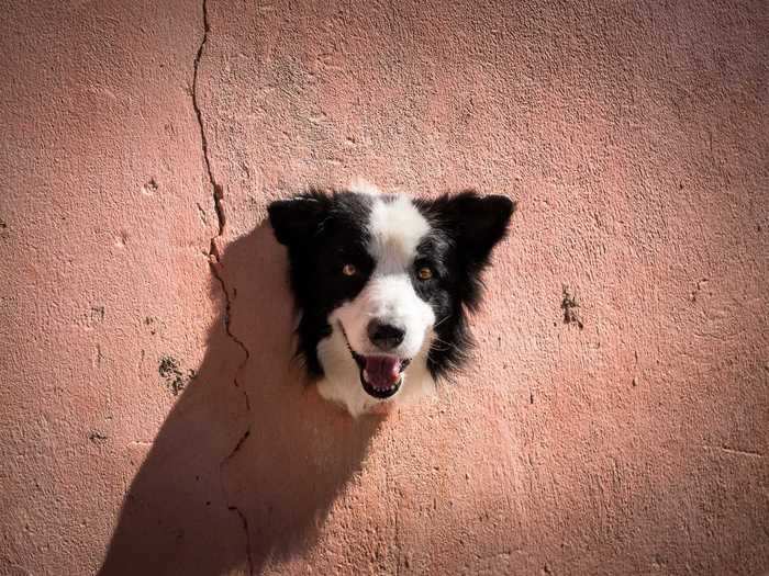 Antonio Peregrino photographed a curious border collie in "Living Trophy."