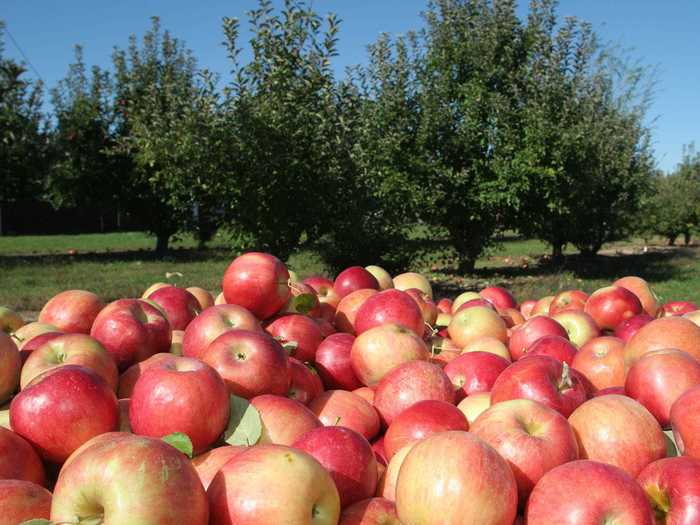 For a non-meat option, apple slices or cubes will give your stuffing a crisp, tart flavor.