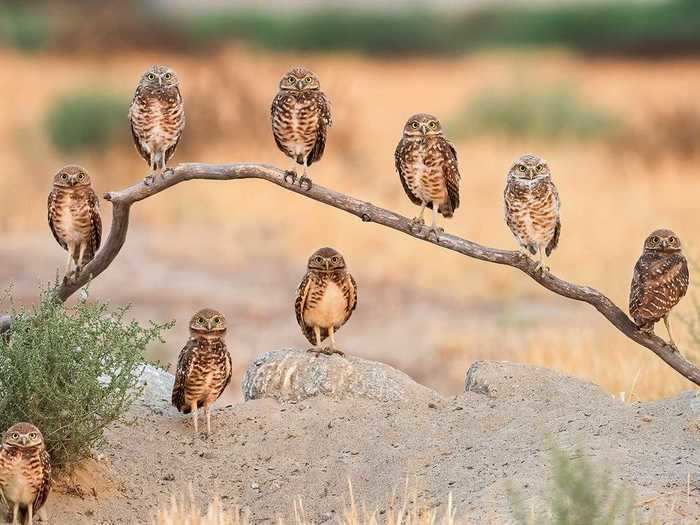 California, too, is home to burrowing owl families.