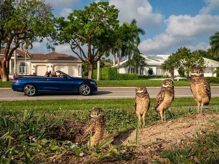 Burrowing owls like these love to take up residence in meticulously manicured lawns on Florida