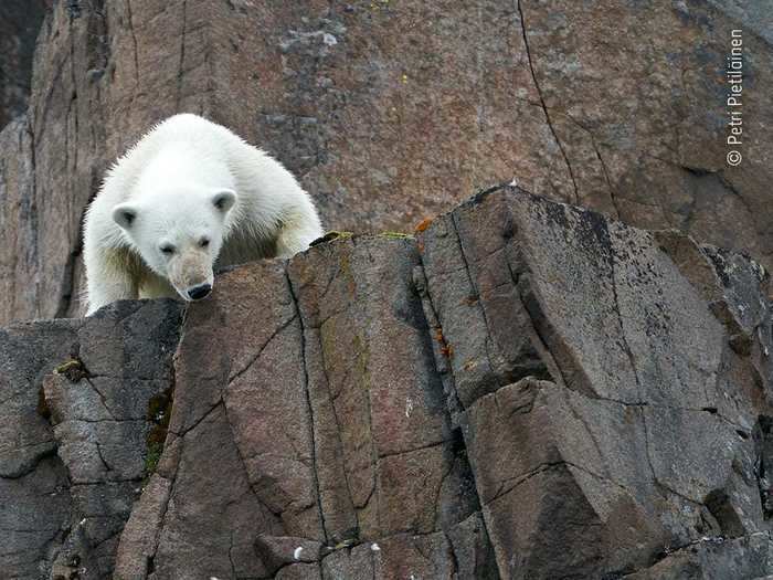 Polar bears hunt solo. It took this bear several tries to finally catch a barnacle goose in Svalbard, Norway.