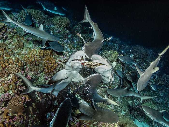 Grey reef sharks prefer to eat fish.