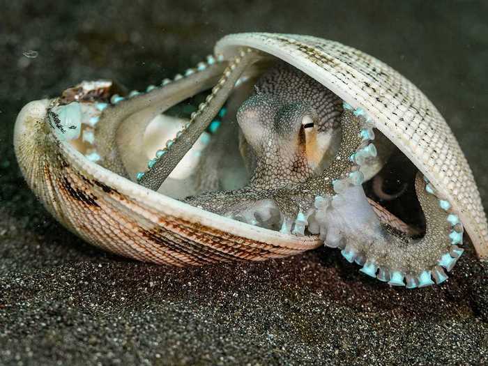 This photo of a coconut octopus shows how the eight-armed swimmers are smart and resourceful.