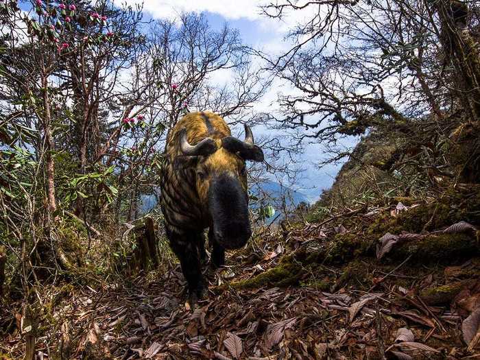 Emmanuel Rondeau got a pleasant surprise when he found a shot of this curious takin among the photos in his camera trap high in the Bhutanese mountains.