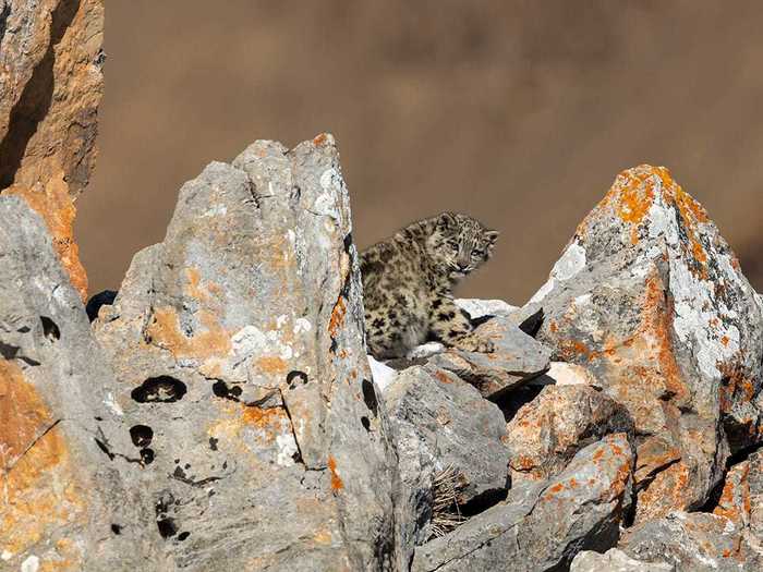 Photographer Frédéric Larrey also braved chilly weather to take this photo on the Tibetan plateau.