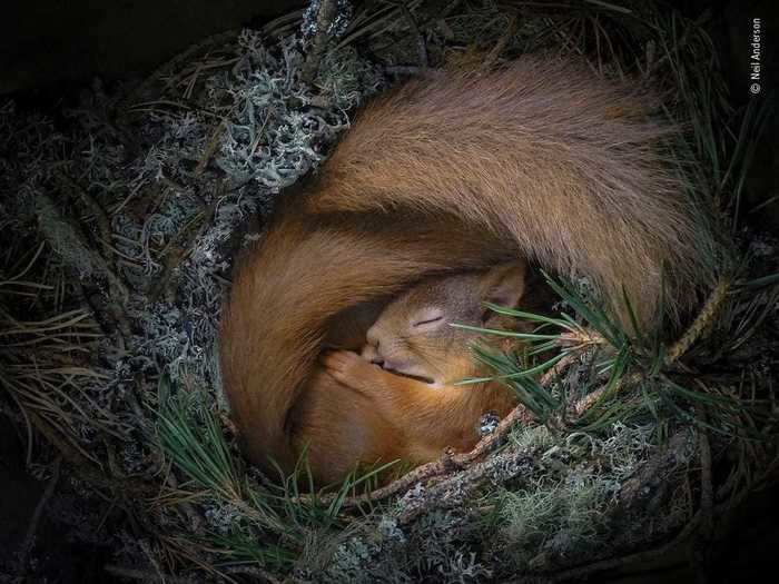 This photo shows two red Eurasian squirrels (one is obscured by his nest buddy) sleeping soundly.