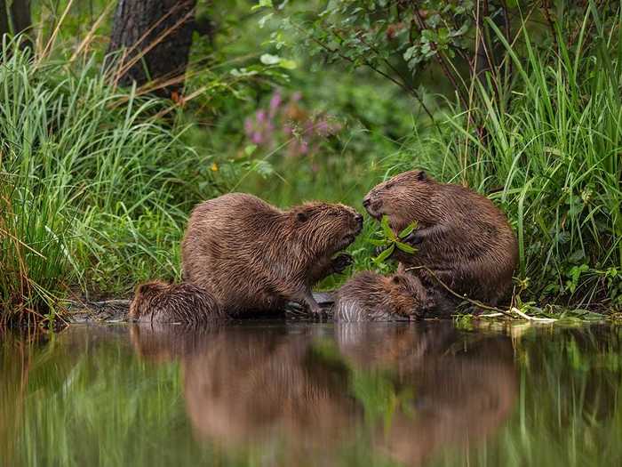 Many of the frontrunner photos showcase animals going about their regular routines.