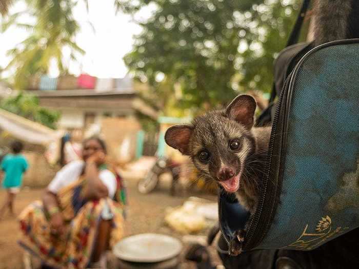 This orphaned civet kitten grew up in a remote Indian village, where locals have kept it company.