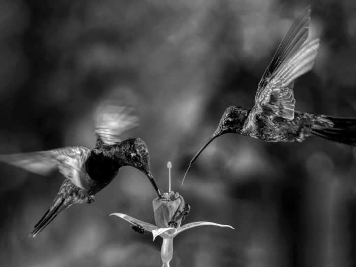 "Speed in flight" by Fito Tejada
