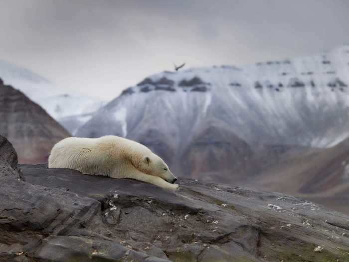 "Sleepy Polar Bear" by Paal Uglefisk Lund