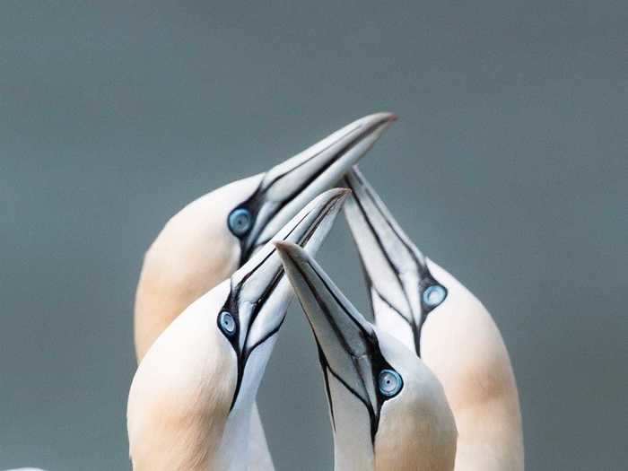 "Northern gannets" by Joe Shelly