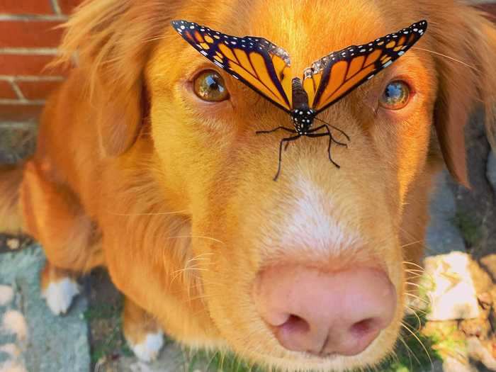 Milo is a 2-year-old Nova Scotia duck tolling retriever whose best friends are butterflies.