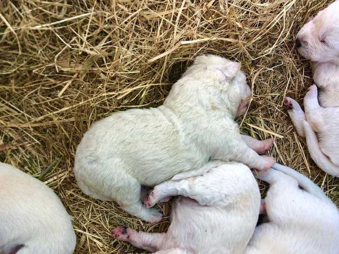 Pistachio the green puppy was born in Italy.