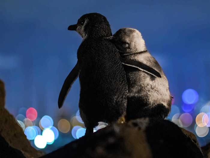 These two widowed penguins hugging each other for comfort in the early days of the pandemic moved people around the world.