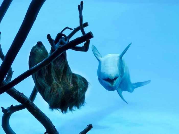 When dolphins at a Texas aquarium were introduced to a new sloth friend, they were so overjoyed, they imitated him.