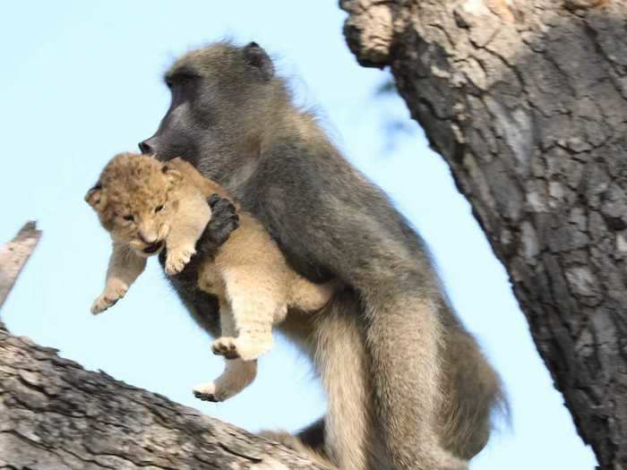 A baboon held a lion cub and recreated one of the most iconic scenes from "The Lion King."