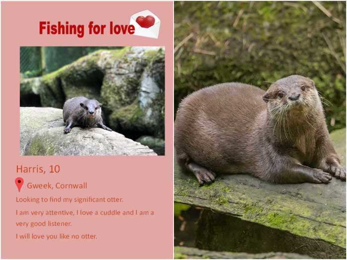 The Cornish Seal Sanctuary in England made an online dating profile for an otter named Harris after his mate died ... and it worked.