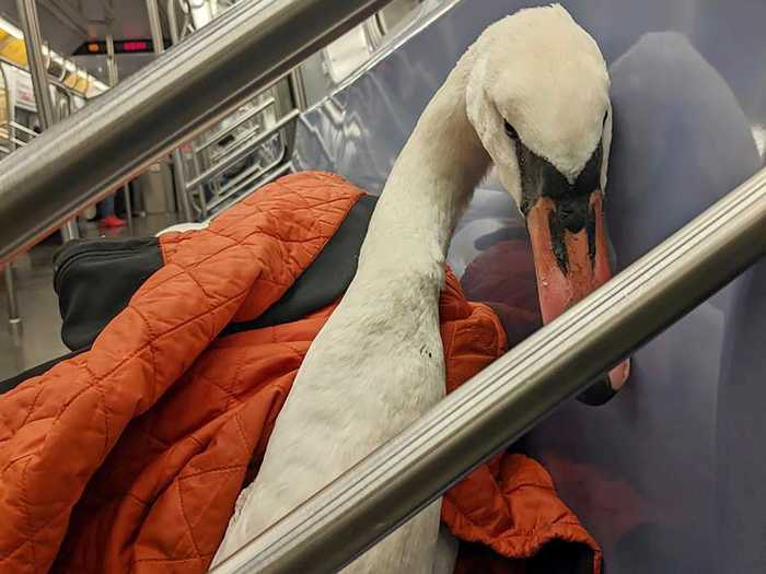 After this sick swan was found in a wildlife preserve, he was rescued by a New Yorker, and even got to ride the subway.