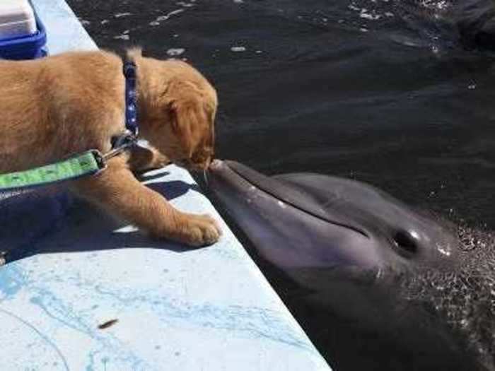 We learned about the 8-year friendship between a dog and a dolphin.