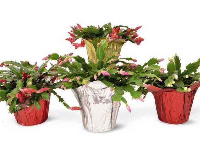 The 5-inch Christmas cacti are perfect for home decorating or holiday gifting.