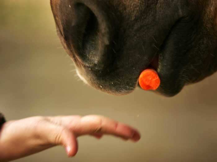 In the Netherlands, children often leave carrots and hay to help energize Santa