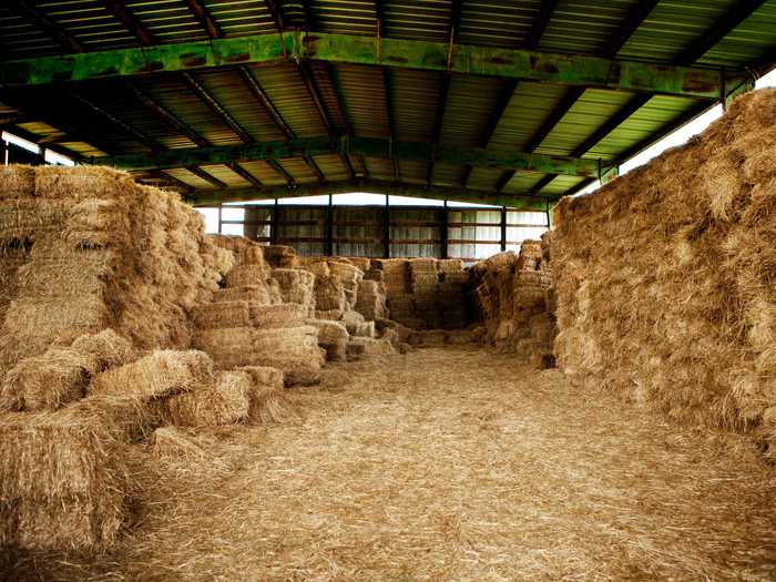 Children in Argentina leave out hay and water.