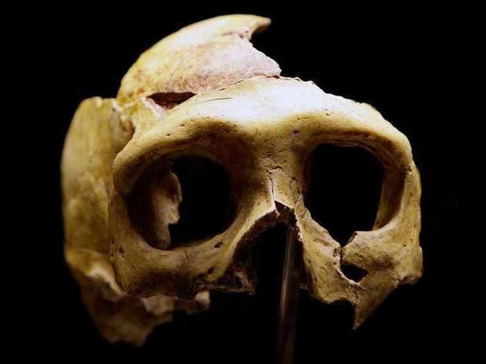 Our interbreeding with Neanderthals may explain why humans have a low tolerance for pain.