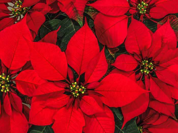 In Nebraska, check out the fun holiday events at The Lauritzen Gardens in Omaha.