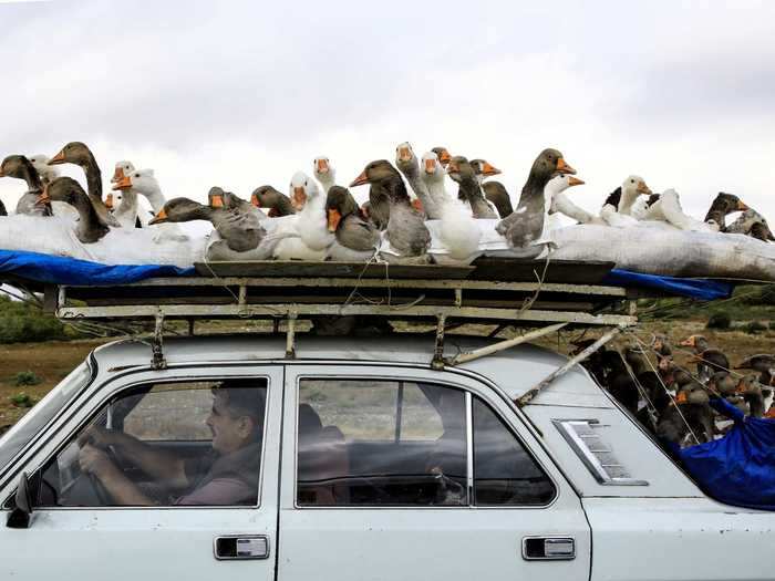 This photo - which shows a man transporting dozens of geese on a highway in Azerbaijan this October - might be the oddest of the bunch.