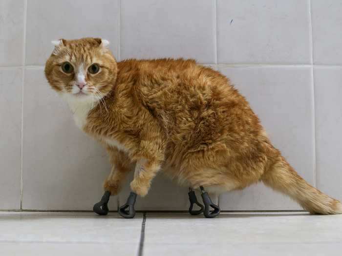 This cat named Ryzhik lost its paws and got 3D-printed titanium prosthetics in 2019, according to Reuters. Here, Ryzhik is pictured at a veterinarian clinic in Novosibirsk, Russia, in February.