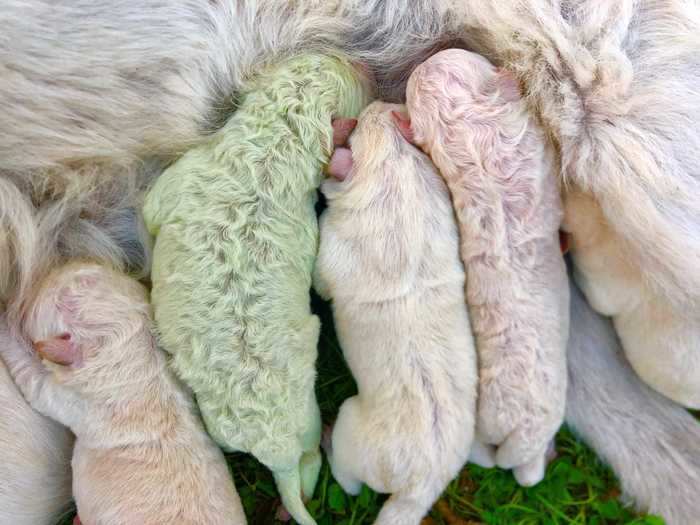 This green puppy is oddly unique. Named Pistachio, the puppy was born with tinted fur, as Insider previously reported.