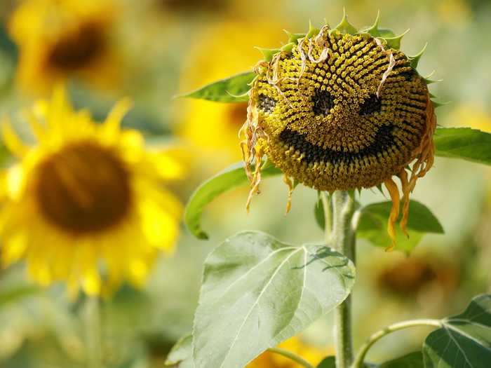 This sunflower photographed in the UK this August may have been wilting, but its carved smile made it look less sad.