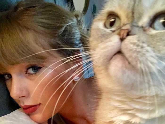 Swift owns three cats.